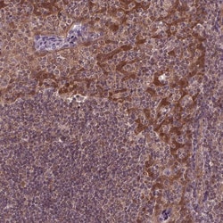 Invitrogen STAT3 Polyclonal Antibody 100 &mu;L; Unconjugated:Antibodies,
