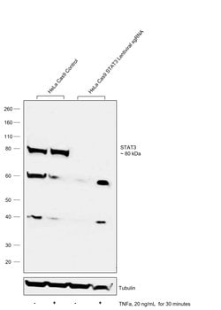 Invitrogen STAT3 Polyclonal Antibody 100 &mu;L; Unconjugated:Antibodies,