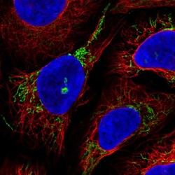 Invitrogen GTPBP8 Polyclonal Antibody 100 &mu;L; Unconjugated:Antibodies,