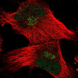 Invitrogen FAM107B Polyclonal Antibody 100 &mu;L; Unconjugated:Antibodies,