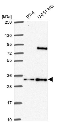 Invitrogen FAM92A1 Polyclonal Antibody 100 &mu;L; Unconjugated:Antibodies,