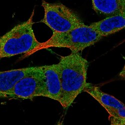 Invitrogen LPPR5 Polyclonal Antibody 100 &mu;L; Unconjugated:Antibodies,