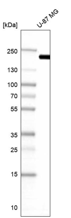 Invitrogen Clathrin Heavy Chain Polyclonal Antibody 100 &mu;L; Unconjugated:Antibodies,