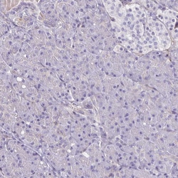 Invitrogen ITGB1 Polyclonal Antibody 100 &mu;L; Unconjugated:Antibodies,