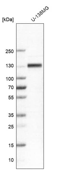 Invitrogen ITGB1 Polyclonal Antibody 100 &mu;L; Unconjugated:Antibodies,
