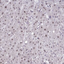 Invitrogen NMNAT1 Polyclonal Antibody 100 &mu;L; Unconjugated:Antibodies,