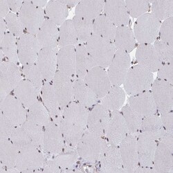 Invitrogen NMNAT1 Polyclonal Antibody 100 &mu;L; Unconjugated:Antibodies,