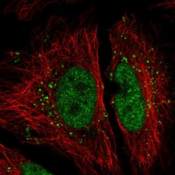 Invitrogen NIP30 Polyclonal Antibody 100 &mu;L; Unconjugated:Antibodies,