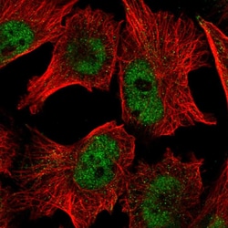 Invitrogen PUF60 Polyclonal Antibody 100 &mu;L; Unconjugated:Antibodies,