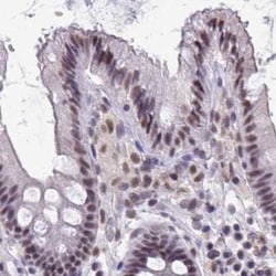 Invitrogen PUF60 Polyclonal Antibody 100 &mu;L; Unconjugated:Antibodies,
