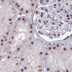 Invitrogen PUF60 Polyclonal Antibody 100 &mu;L; Unconjugated:Antibodies,