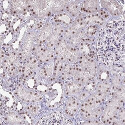 Invitrogen PUF60 Polyclonal Antibody 100 &mu;L; Unconjugated:Antibodies,