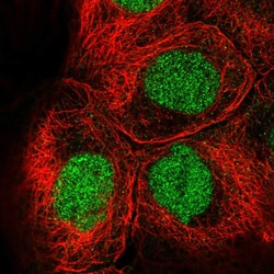 Invitrogen EED Polyclonal Antibody 100 &mu;L; Unconjugated:Antibodies,