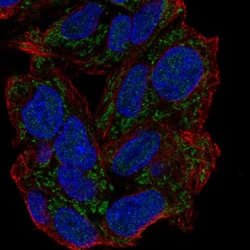 Invitrogen GPAM Polyclonal Antibody 100 &mu;L; Unconjugated:Antibodies,