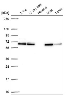 Invitrogen ACOT2 Polyclonal Antibody 100 &mu;L; Unconjugated:Antibodies,