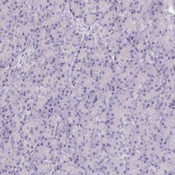 Invitrogen RPGRIP1 Polyclonal Antibody 100 &mu;L; Unconjugated:Antibodies,