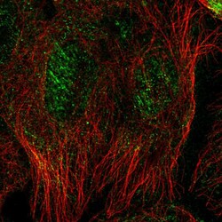 Invitrogen Septin-10 Polyclonal Antibody 100 &mu;L; Unconjugated:Antibodies,