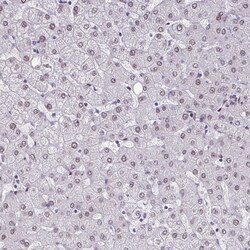 Invitrogen MTGR1 Polyclonal Antibody 100 &mu;L; Unconjugated:Antibodies,