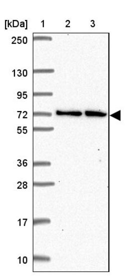 Invitrogen MTGR1 Polyclonal Antibody 100 &mu;L; Unconjugated:Antibodies,