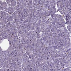 Invitrogen CLIC4 Polyclonal Antibody 100 &mu;L; Unconjugated:Antibodies,