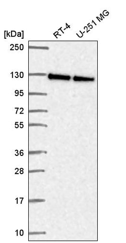 Invitrogen NOL6 Polyclonal Antibody 100 &mu;L | Buy Online | Invitrogen&trade; | Fisher Scientific