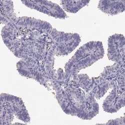 Invitrogen C9orf171 Polyclonal Antibody 100 &mu;L; Unconjugated:Antibodies,