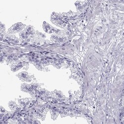 Invitrogen C9orf171 Polyclonal Antibody 100 &mu;L; Unconjugated:Antibodies,