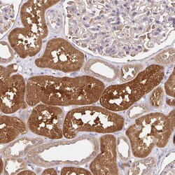 Invitrogen HAGH Polyclonal Antibody 100 &mu;L; Unconjugated:Antibodies,
