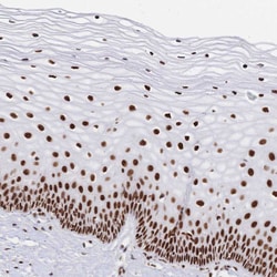 Invitrogen SRSF1 Polyclonal Antibody 100 &mu;L; Unconjugated:Antibodies,
