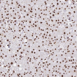 Invitrogen SRSF1 Polyclonal Antibody 100 &mu;L; Unconjugated:Antibodies,