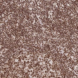 Invitrogen SRSF1 Polyclonal Antibody 100 &mu;L; Unconjugated:Antibodies,
