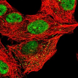 Invitrogen CLEC16A Polyclonal Antibody 100 &mu;L; Unconjugated:Antibodies,