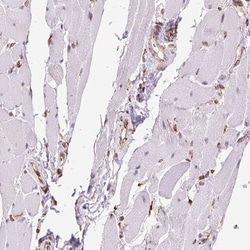 Invitrogen GANAB Polyclonal Antibody 100 &mu;L; Unconjugated:Antibodies,