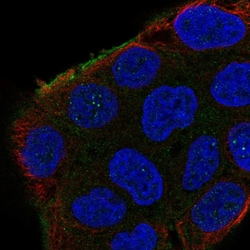 Invitrogen SHROOM2 Polyclonal Antibody 100 &mu;L; Unconjugated:Antibodies,