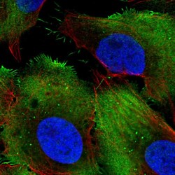 Invitrogen PCMTD1 Polyclonal Antibody 100 &mu;L; Unconjugated:Antibodies,