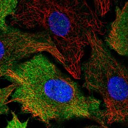 Invitrogen Cyclin B1 Polyclonal Antibody 100 &mu;L; Unconjugated:Antibodies,