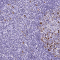Invitrogen Cyclin B1 Polyclonal Antibody 100 &mu;L; Unconjugated:Antibodies,
