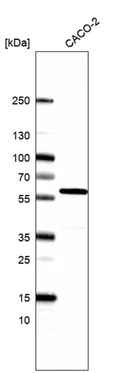 Invitrogen Cyclin B1 Polyclonal Antibody 100 &mu;L; Unconjugated:Antibodies,