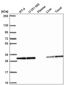 Invitrogen PEF1 Polyclonal Antibody 100 &mu;L; Unconjugated:Antibodies,