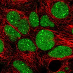 Invitrogen GTF2B Polyclonal Antibody 100 &mu;L; Unconjugated:Antibodies,