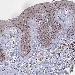 Invitrogen GTF2B Polyclonal Antibody 100 &mu;L; Unconjugated:Antibodies,