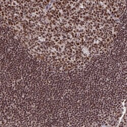 Invitrogen GTF2B Polyclonal Antibody 100 &mu;L; Unconjugated:Antibodies,