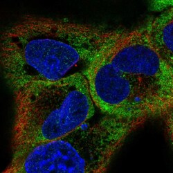 Invitrogen RBMS1 Polyclonal Antibody 100 &mu;L; Unconjugated:Antibodies,