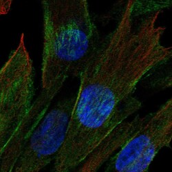 Invitrogen Cdc42EP3 Polyclonal Antibody 100 &mu;L; Unconjugated:Antibodies,