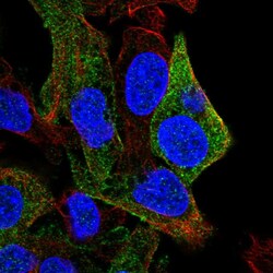 Invitrogen SDPR Polyclonal Antibody 100 &mu;L; Unconjugated:Antibodies,
