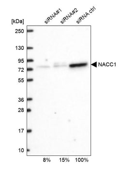 Invitrogen NAC1 Polyclonal Antibody 100 &mu;L; Unconjugated:Antibodies,