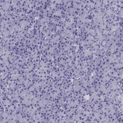 Invitrogen KCNF1 Polyclonal Antibody 100 &mu;L | Buy Online | Invitrogen&trade; | Fisher Scientific