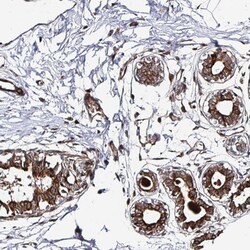 Invitrogen Prosapip2 Polyclonal Antibody 100 μL; Unconjugated:Antibodies,