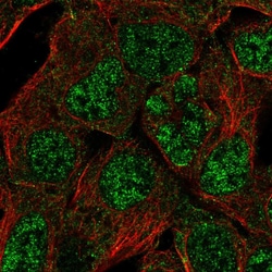 Invitrogen HES4 Polyclonal Antibody 100 &mu;L; Unconjugated:Antibodies,