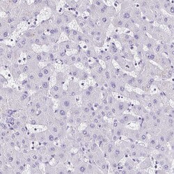 Invitrogen TCF3 Polyclonal Antibody 100 &mu;L; Unconjugated:Antibodies,